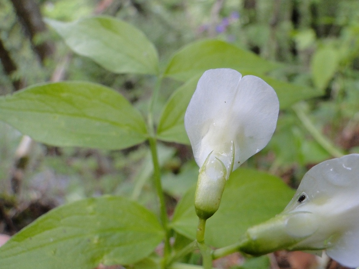 Lathyrus vernus bianco